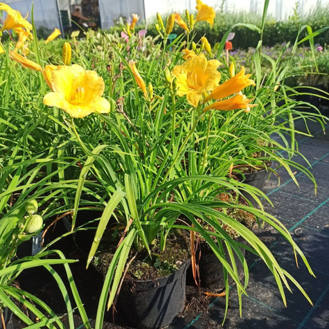 Liliowiec ogrodowy Stella d`Oro (C2)